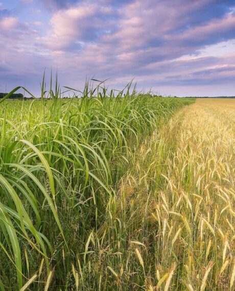 Food and agriculture