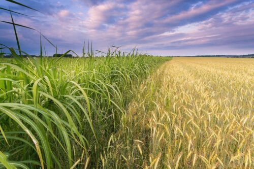 Food and agriculture